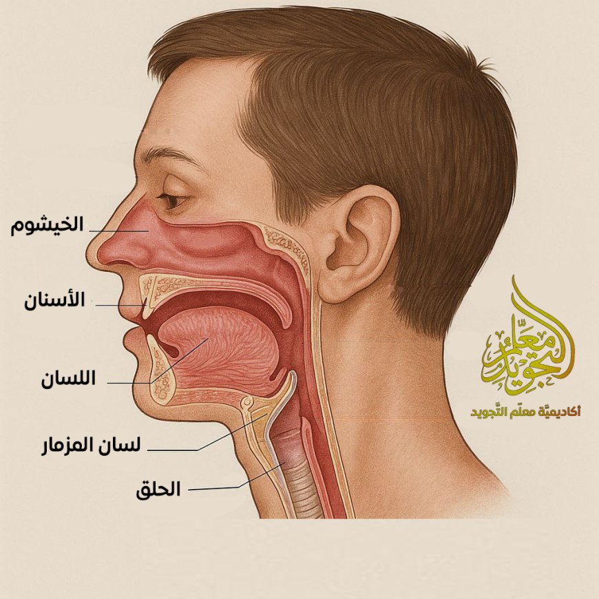 هل مستحقات الحروف العربية تعتبر من الصفات العرضية